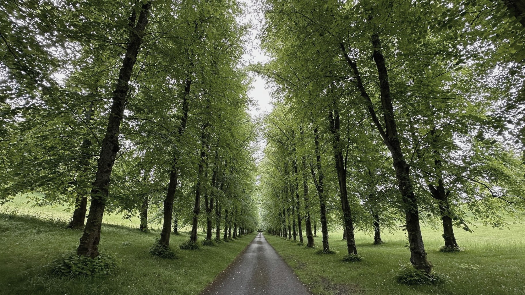 A long avenue of tall lime trees arching over a country path
