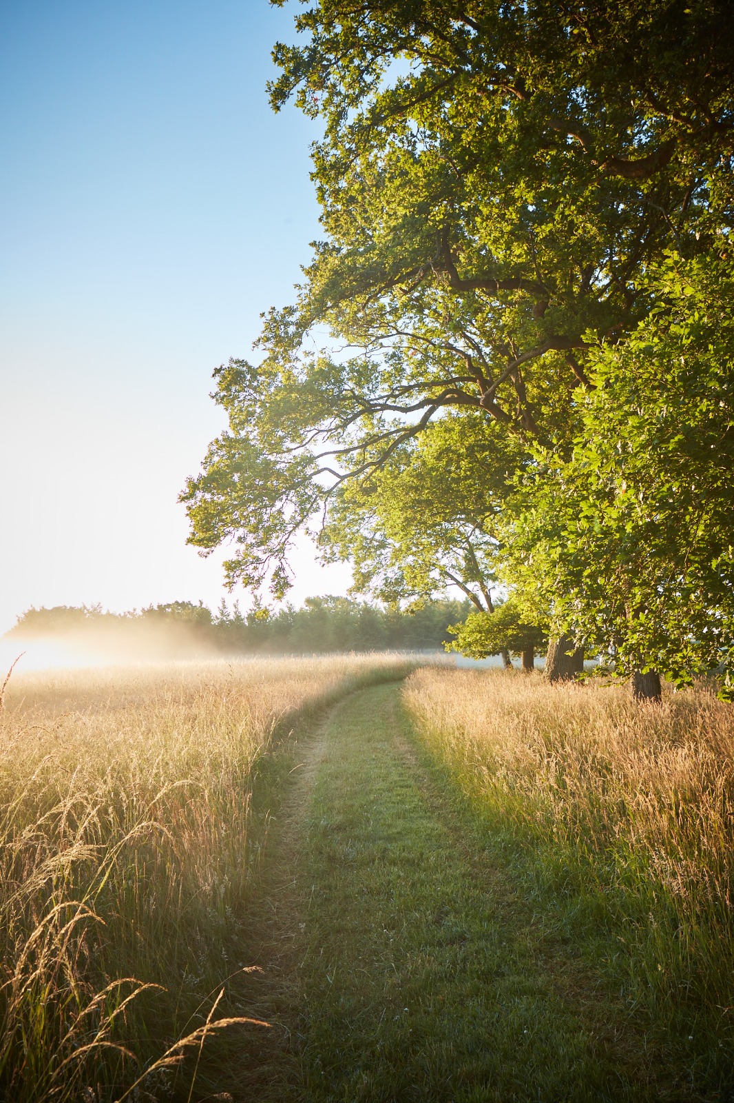 A woman in a black dress and straw hat walking a tree-lined path with a wicker basket